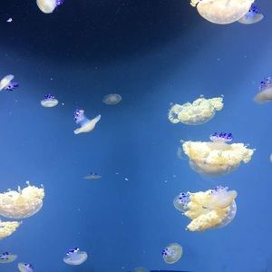 Meet your Posher, Corey